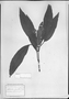 Field Museum photo negatives collection; München specimen of Aphelandra prismatica Hieron., BRAZIL, C. F. P. Martius, Type [status unknown], M