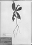 Field Museum photo negatives collection; München specimen of Aphelandra sciophila Mart., BRAZIL, C. F. P. Martius, Type [status unknown], M