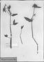 Field Museum photo negatives collection; München specimen of Beloperone fragilis B. L. Rob., BRAZIL, C. F. P. Martius, Type [status unknown], M