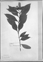 Field Museum photo negatives collection; München specimen of Beloperone nodicaulia Nees, BRAZIL, J. B. E. Pohl, Type [status unknown], M