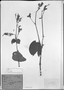 Field Museum photo negatives collection; München specimen of Jacobinia cordata (Mart.) Lindau, BRAZIL, C. F. P. Martius, Type [status unknown], M
