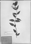Field Museum photo negatives collection; München specimen of Jacobinia hirsuta (Nees) Lindau, BRAZIL, C. F. P. Martius, Type [status unknown], M