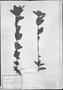 Field Museum photo negatives collection; München specimen of Justicia montana (Standl. & Leonard) D. N. Gibson, BRAZIL, C. F. P. Martius, Type [status unknown], M