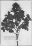 Field Museum photo negatives collection; München specimen of Ruellia capreaefolia Nees, BRAZIL, J. B. E. Pohl, Type [status unknown], M