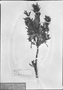 Field Museum photo negatives collection; München specimen of Ruellia incompta (Nees) Lindau, BRAZIL, C. F. P. Martius, Type [status unknown], M