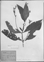 Field Museum photo negatives collection; München specimen of Ruellia subsessilis (Mart.) Lindau, BRAZIL, C. F. P. Martius, Type [status unknown], M