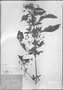 Field Museum photo negatives collection; München specimen of Ruellia viscidula (Nees) Mart., BRAZIL, C. F. P. Martius, Type [status unknown], M