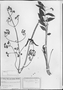 Field Museum photo negatives collection; München specimen of Valeriana calvescens Briq., BOLIVIA, K. Fiebrig 2410, Type [status unknown], M