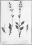 Field Museum photo negatives collection; München specimen of Valeriana diffusa Poepp., CHILE, E. F. Poeppig, Type [status unknown], M