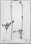Field Museum photo negatives collection; München specimen of Valeriana hebecarpa DC., CHILE, E. F. Poeppig, Type [status unknown], M