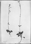 Field Museum photo negatives collection; München specimen of Valeriana laxiflora DC., CHILE, E. F. Poeppig, Type [status unknown], M