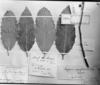 Field Museum photo negatives collection