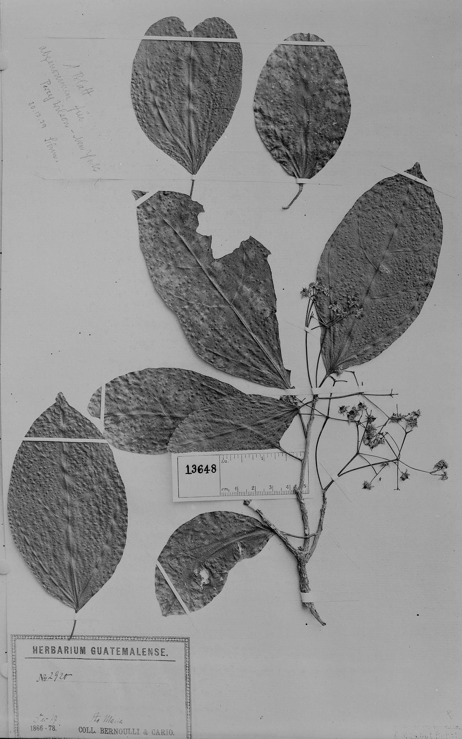 Hasseltia guatemalensis image