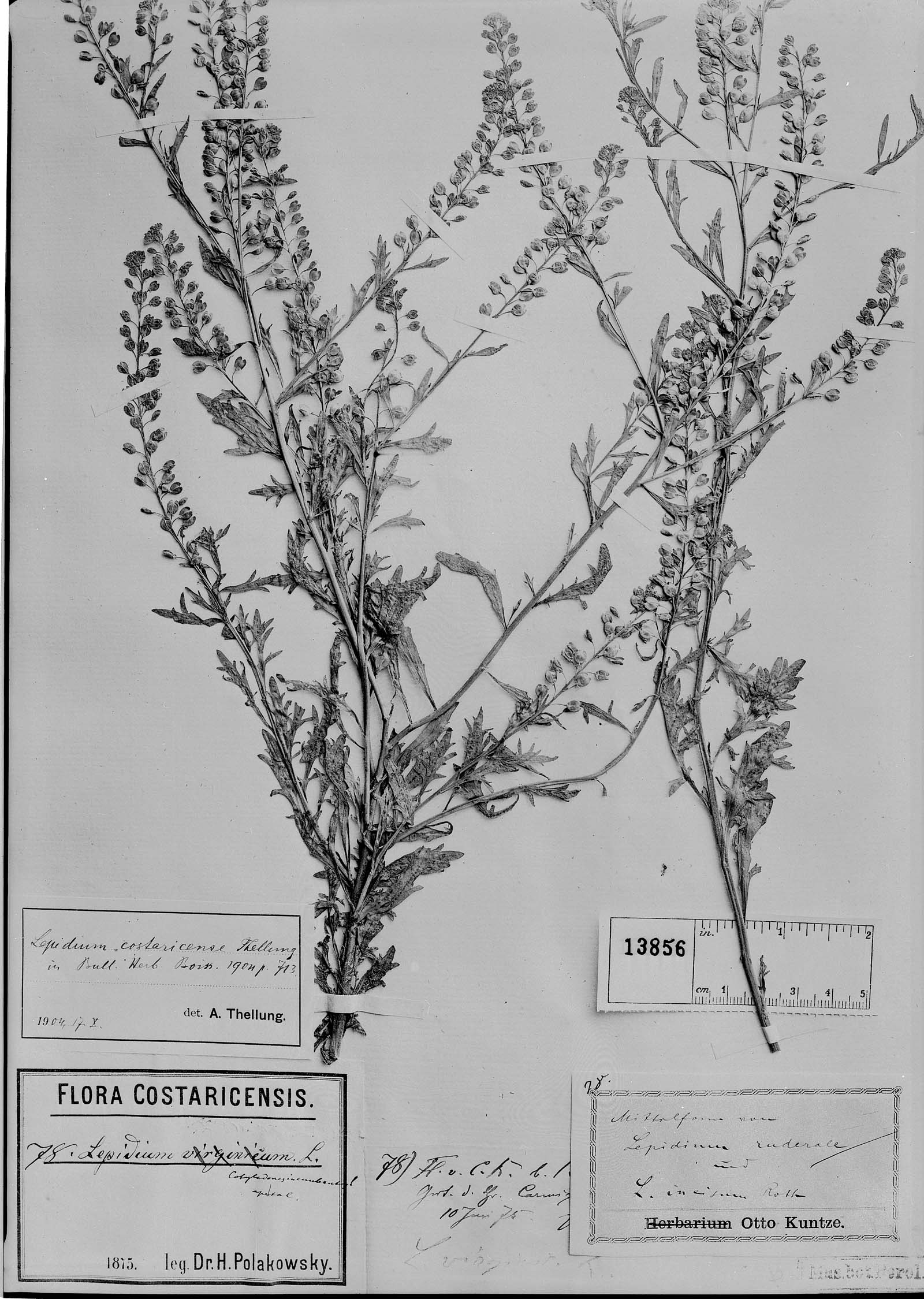 Lepidium costaricense image