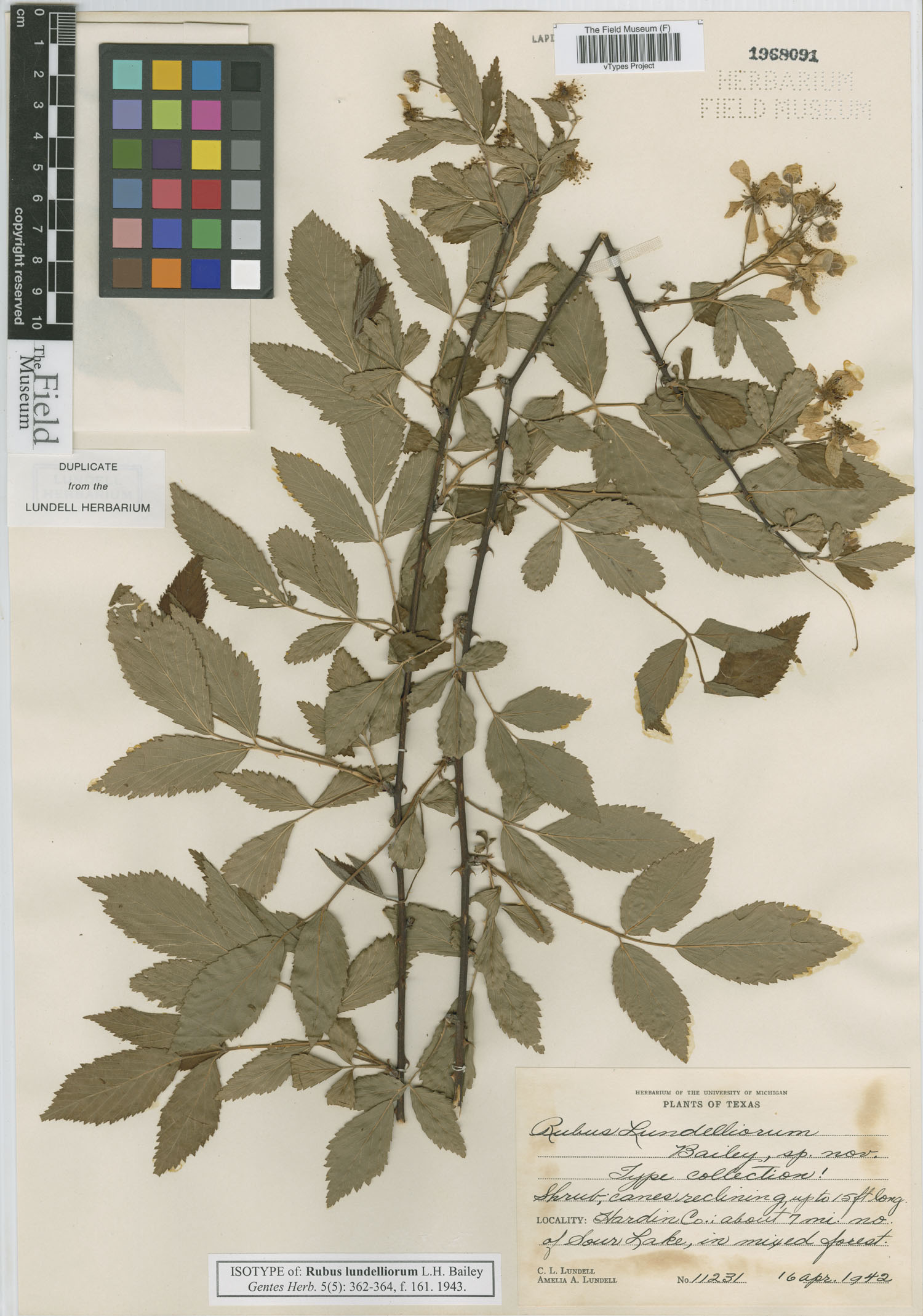 Rubus lundelliorum image