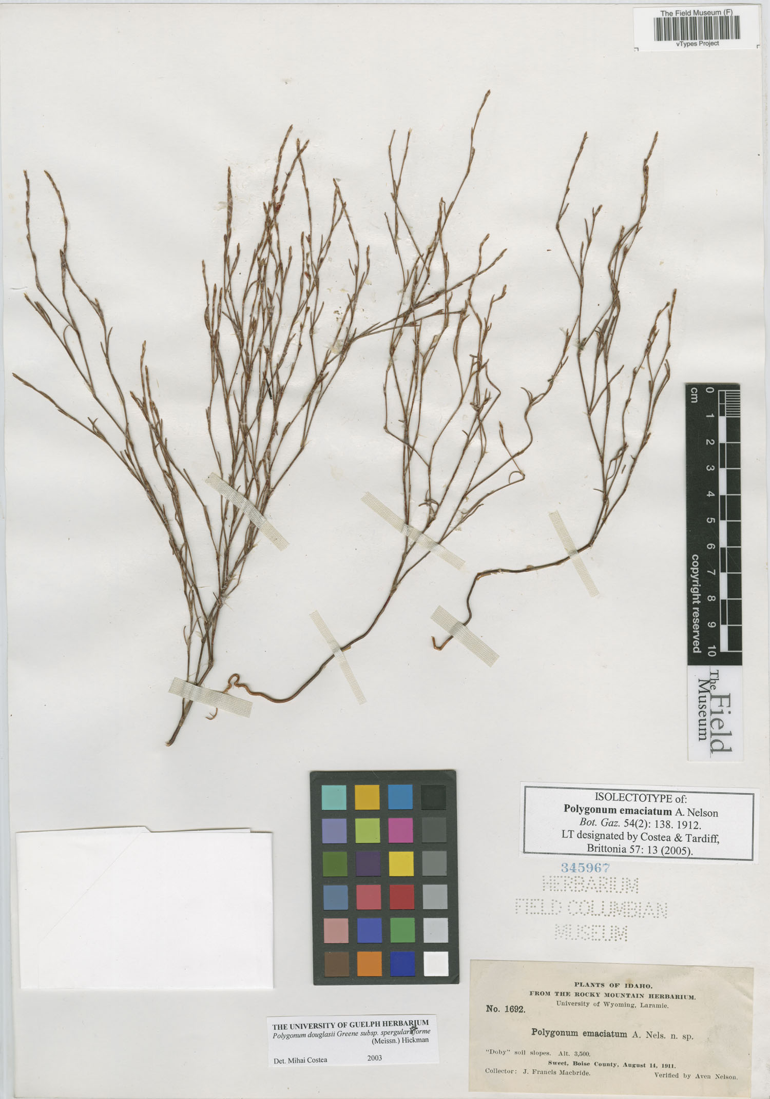 Polygonum douglasii subsp. douglasii image