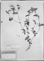 Field Museum photo negatives collection; München specimen of Spilanthes karwinskiana DC., MEXICO, W. F. Karwinsky von Karwin, Type [status unknown], M