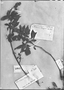 Field Museum photo negatives collection; Genève specimen of Fregirardia vargasii Dunal, VENEZUELA, J. M. Vargas 249, Type [status unknown], G-DC