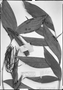 Field Museum photo negatives collection; Hanover specimen of Chamaedorea bracteata H. Wendl., J. Warszewicz, Type [status unknown], HAN