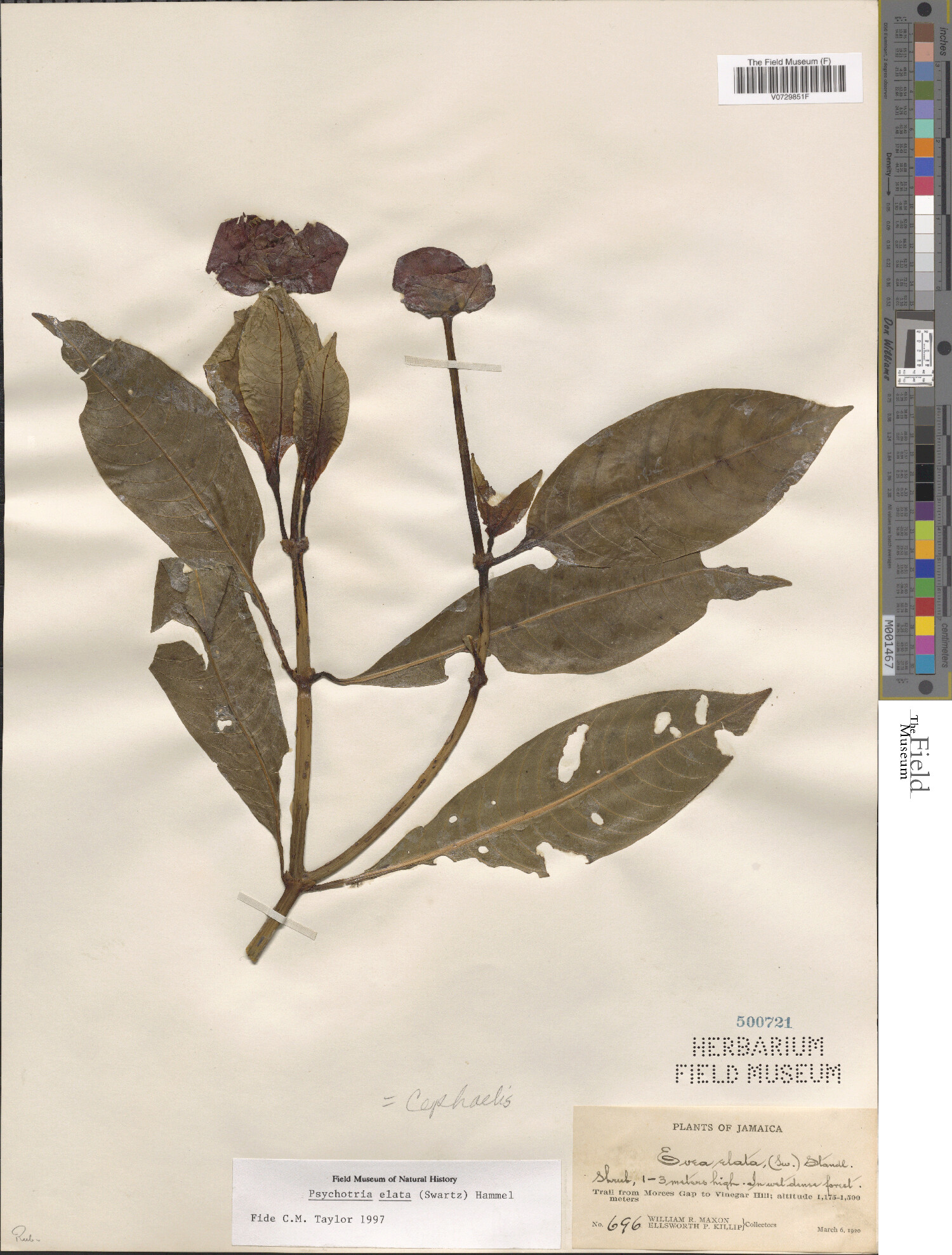 Psychotria elata (Sw.) Hammel | Botanical Collections