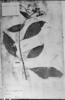 Lopezia grandiflora image