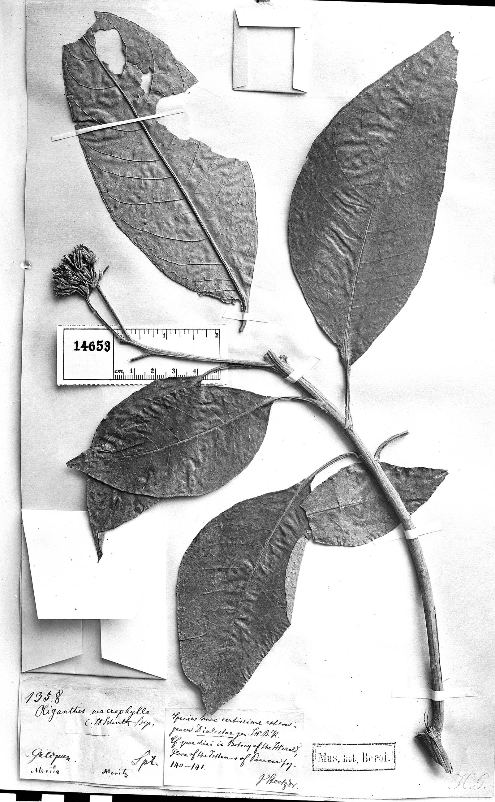 Piptocoma macrophylla image