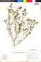 Flora of the Lomas Formations: Nolana chapiensis M. O. Dillon & Quip., Chile, M. O. Dillon 9019, F