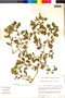 Flora of the Lomas Formations: Nolana humifusa (Gouan) I. M. Johnst., U.S.A., T. C. Plowman 14482, F