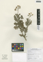 Flora of the Lomas Formations: Solanum peruvianum L., Chile, M. O. Dillon 9021, F