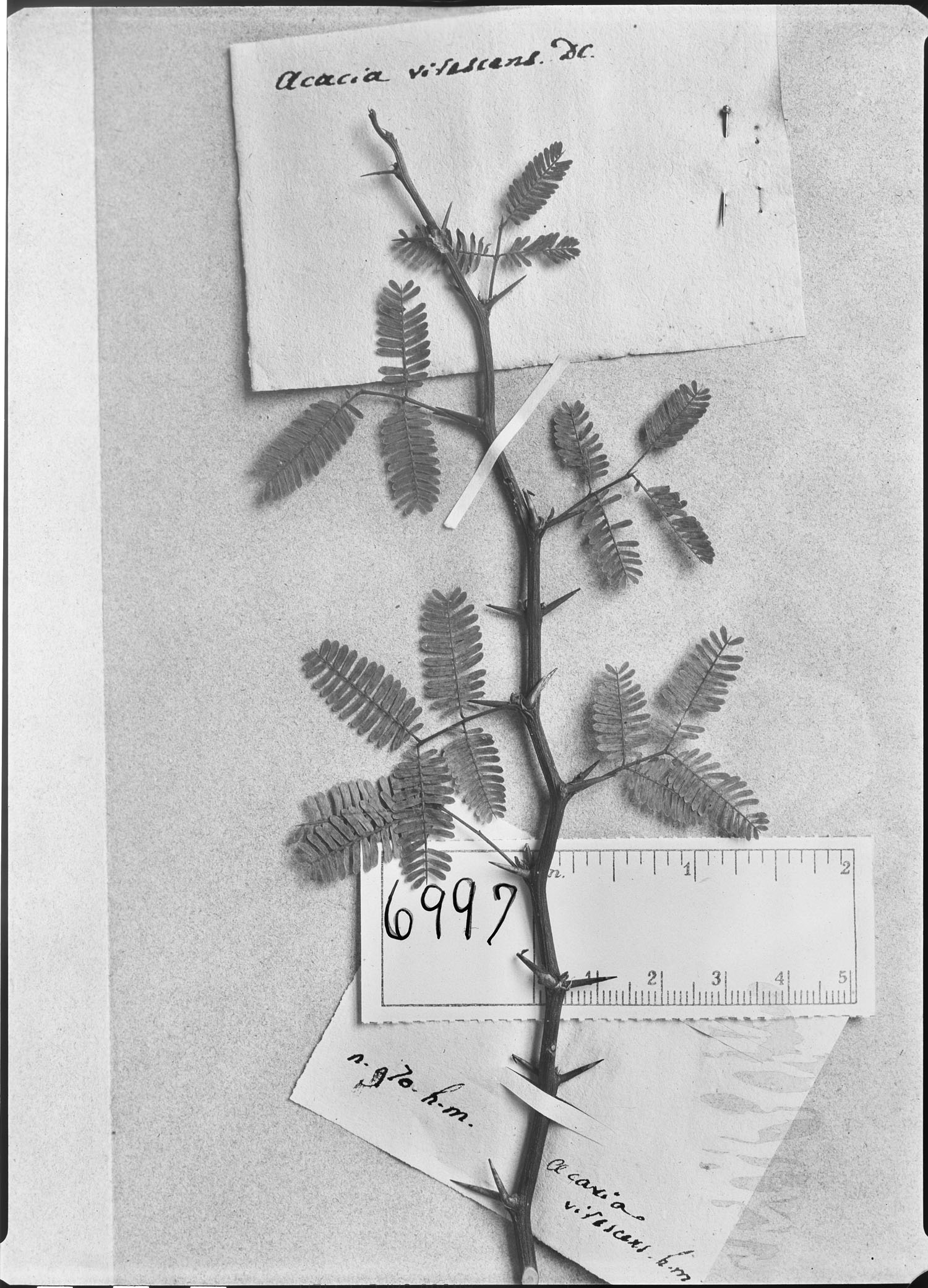 Mimosa virescens image