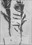 Field Museum photo negatives collection; Genève specimen of Cassia parkeriana DC., GUYANA, C. F. Parker, Type [status unknown], G-DC