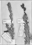 Field Museum photo negatives collection; Genève specimen of Ceratostema grandiflorum Ruíz & Pav., PERU, H. Ruíz L., Type [status unknown], G-DC