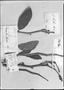 Field Museum photo negatives collection; Genève specimen of Pedilanthus fendleri Boiss., VENEZUELA, A. Fendler 1202, Type [status unknown], G-DC