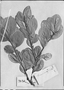 Field Museum photo negatives collection; Genève specimen of Thibaudia alnifolia Dunal, VENEZUELA, J. M. Vargas, Type [status unknown], G-DC