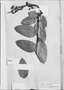 Field Museum photo negatives collection; Genève specimen of Thibaudia punctatifolia Ruíz & Pav., PERU, H. Ruíz L., Type [status unknown], G-DC