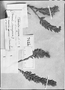 Field Museum photo negatives collection; Genève specimen of Vaccinium attenuatum Dunal, PERU, H. Ruíz L., Type [status unknown], G-DC