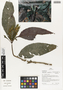 Flora of Ucayali, Peru: Aphelandra aurantiaca var. aurantiaca, Peru, J. G. Graham 622, F