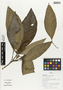 Flora of Ucayali, Peru: Aphelandra caput-medusae Lindau, Peru, J. G. Graham 2460, F