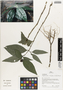Flora of Ucayali, Peru: Herpetacanthus rotundatus (Lindau) Bremek., Peru, J. G. Graham 580, F