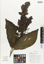 Flora of Ucayali, Peru: Megaskepasma erythrochlamys Lindau, Peru, J. Schunke Vigo 16105, F