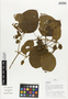 Flora of Ucayali, Peru: Mendoncia robusta Rusby, Peru, J. Schunke Vigo 15986, F