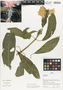 Flora of Ucayali, Peru: Pachystachys spicata (Ruíz & Pav.) Wassh., Peru, J. G. Graham 588, F