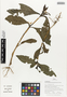 Flora of Ucayali, Peru: Pseuderanthemum lanceolatum (Ruíz & Pav.) Wassh., Peru, J. Schunke Vigo 16116, F