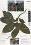 Flora of Ucayali, Peru: Pulchranthus adenostachyus (J. Lindau) V. M. Baum et al., Peru, J. G. Graham 646, F