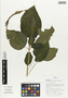 Flora of Ucayali, Peru: Streblacanthus dubiosus (Lindau) V. M. Baum, Peru, J. Schunke Vigo 16600, F