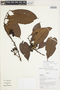 Guatteria punctata (Aubl.) R. A. Howard, Peru, J. G. Graham 2578, F