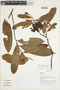 Guatteria blepharophylla Mart., Peru, J. Schunke Vigo 15266, F