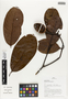 Flora of Ucayali, Peru: Rhigospira quadrangularis (Müll. Arg.) Miers, Peru, J. G. Graham 2250, F