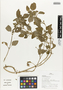 Flora of Ucayali, Peru: Acmella brachyglossa Cass., Peru, J. Schunke Vigo 15571, F