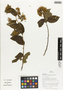 Flora of Ucayali, Peru: Dasyphyllum brasiliense (Spreng.) Cabrera, Peru, J. G. Graham 2676, F